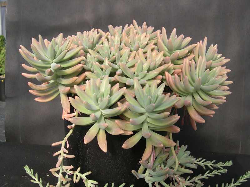 x Graptosedum 'Vera Higgins' (1)