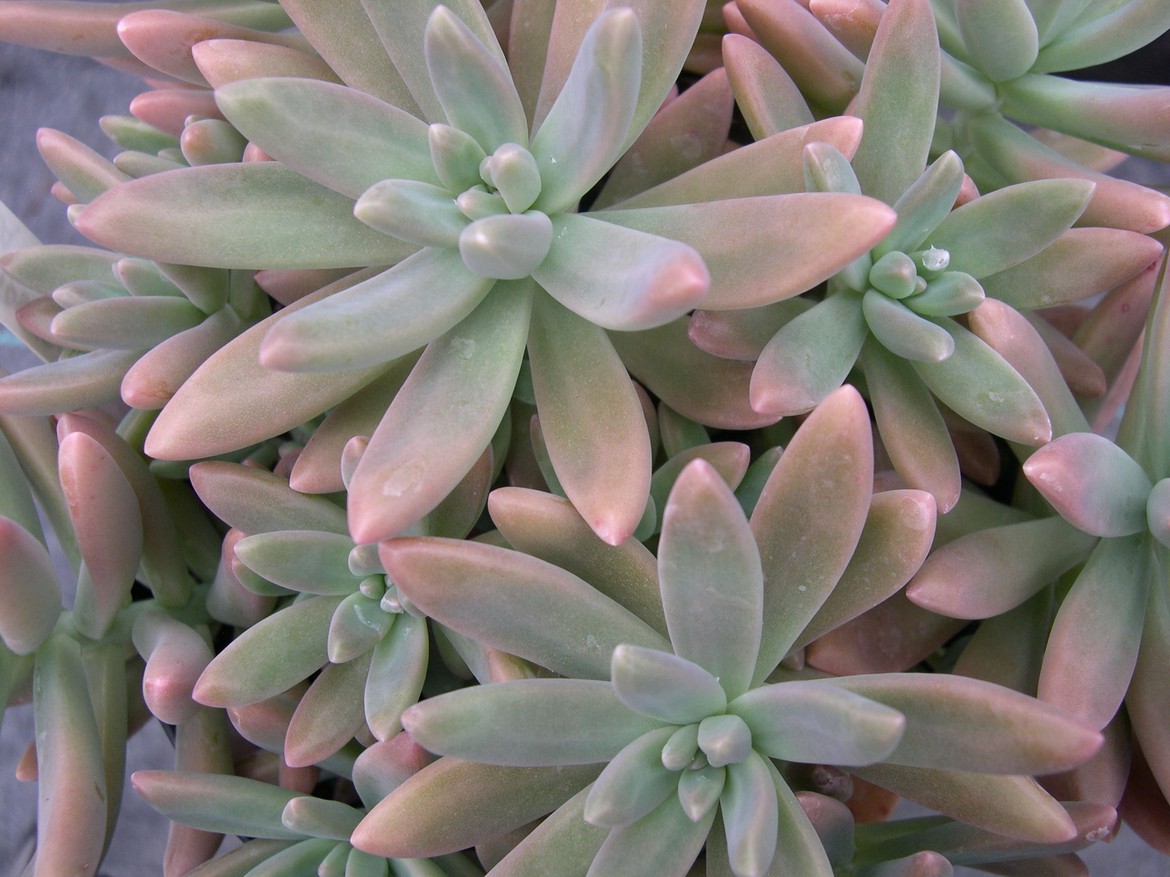 x Graptosedum 'Vera Higgins' (2)