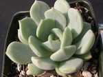 x Graptoveria 'A Grim One' (3)