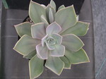 x Graptoveria 'Douglas Huth'