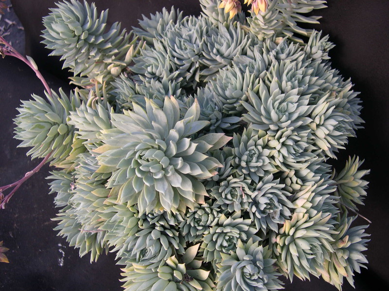 x Graptoveria 'Fanfare'  (2)