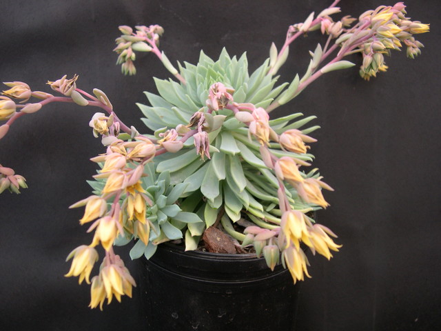 x Graptoveria 'Fanfare' (1