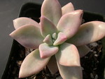 Graptopetalum 'Frank Reinelt' (4)