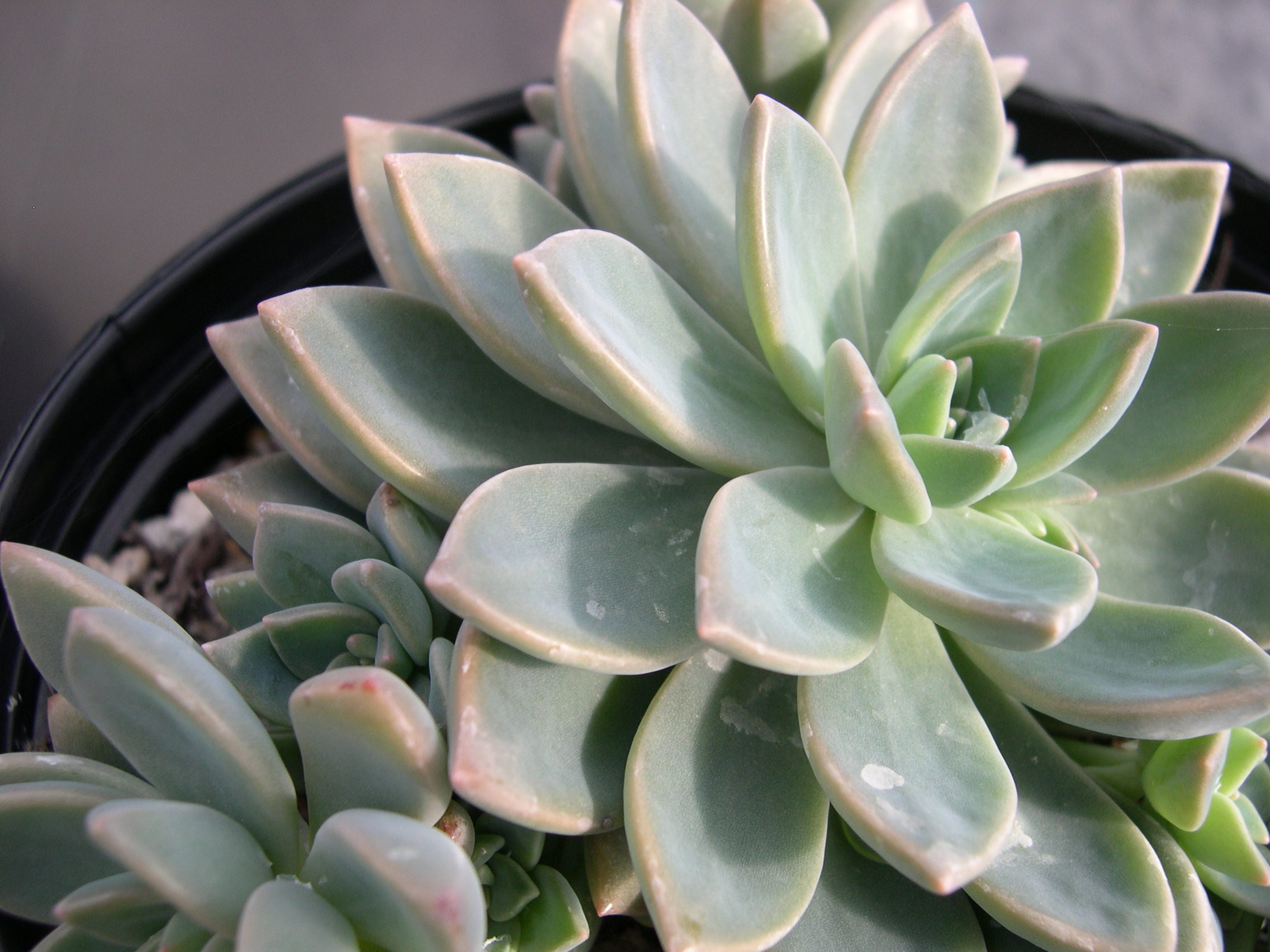 x Graptoveria 'Pik Ruz' (3)