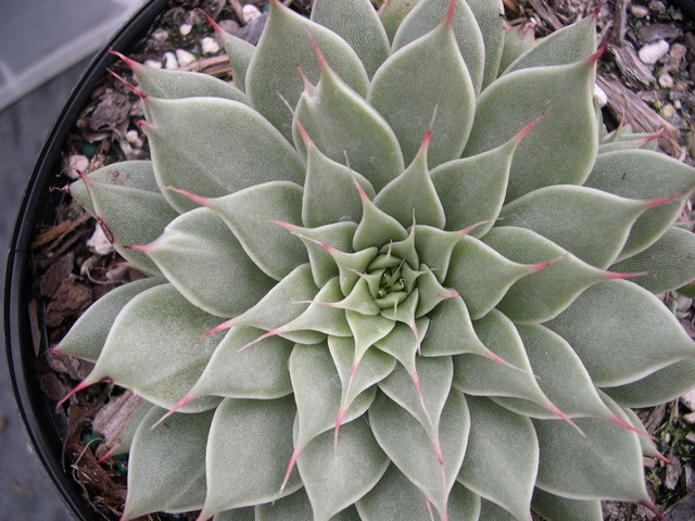 x Graptoveria 'Silver Star' (1)