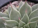x Graptoveria 'Silver Star' (2)