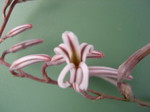 Haworthia attenuata (1)