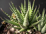 Haworthia attenuata (2)