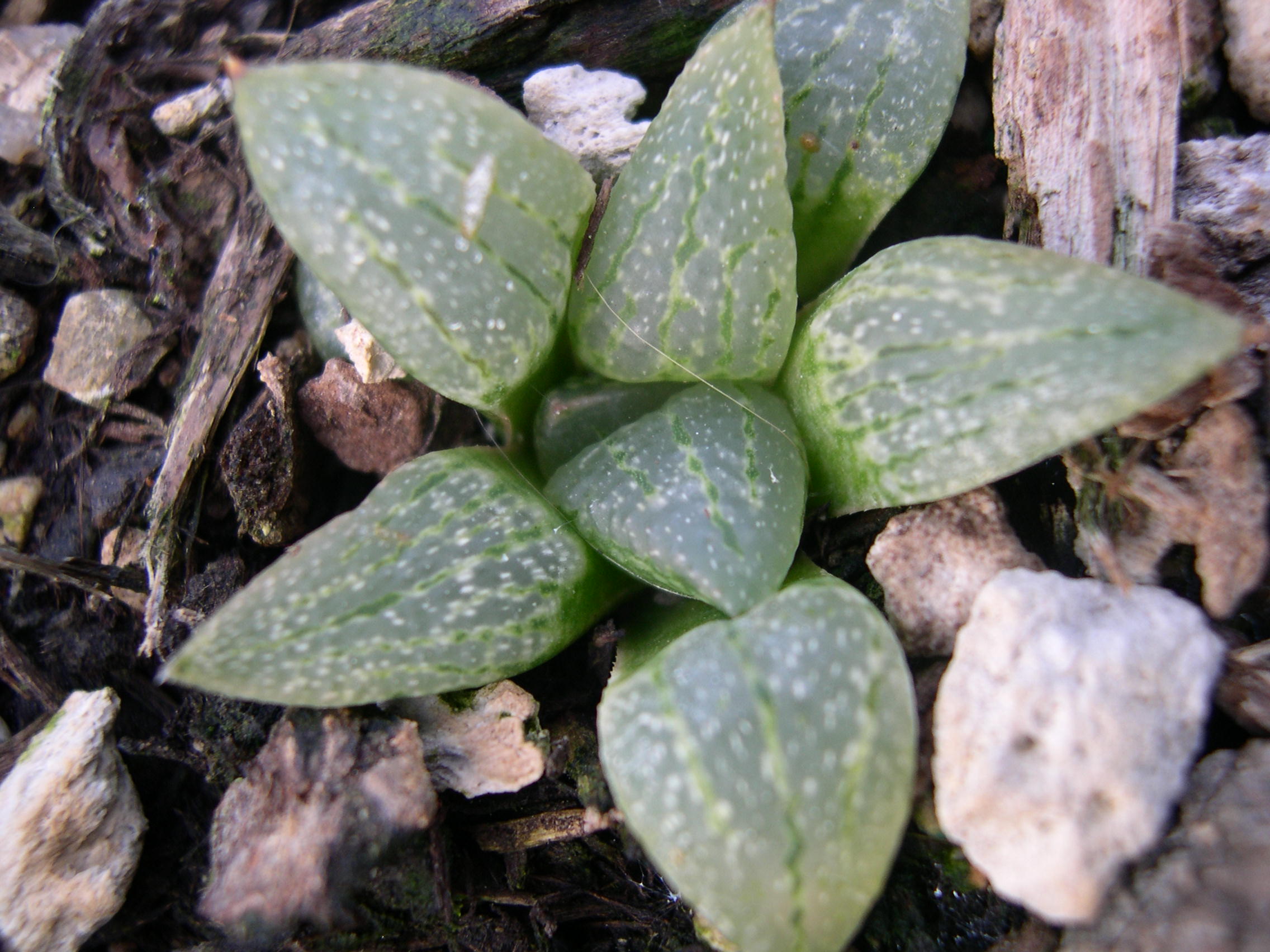 Haworthia emelyae