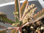 Kalanchoe daigremontiana