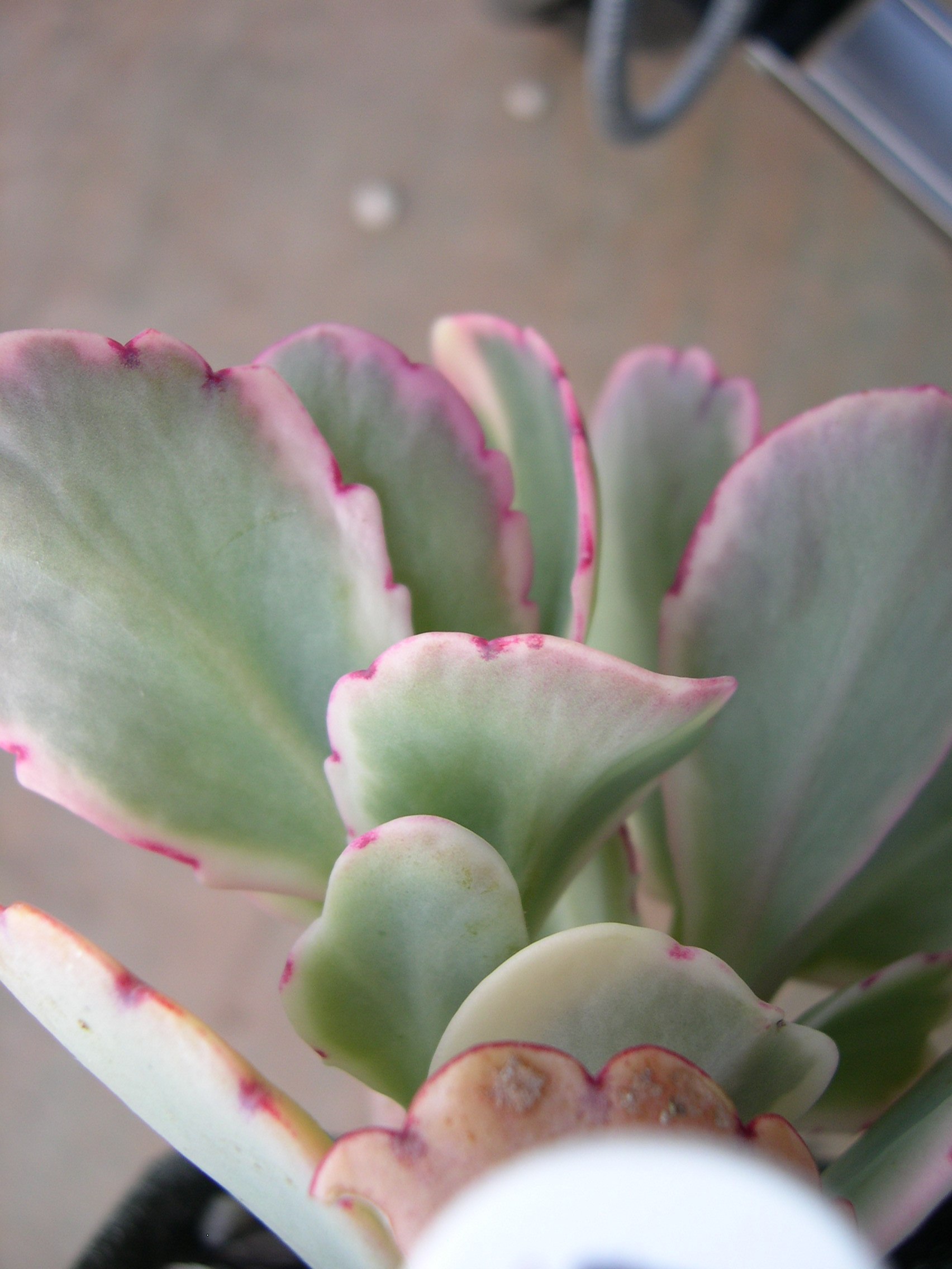 Kalanchoe fedtschenkoi variegata