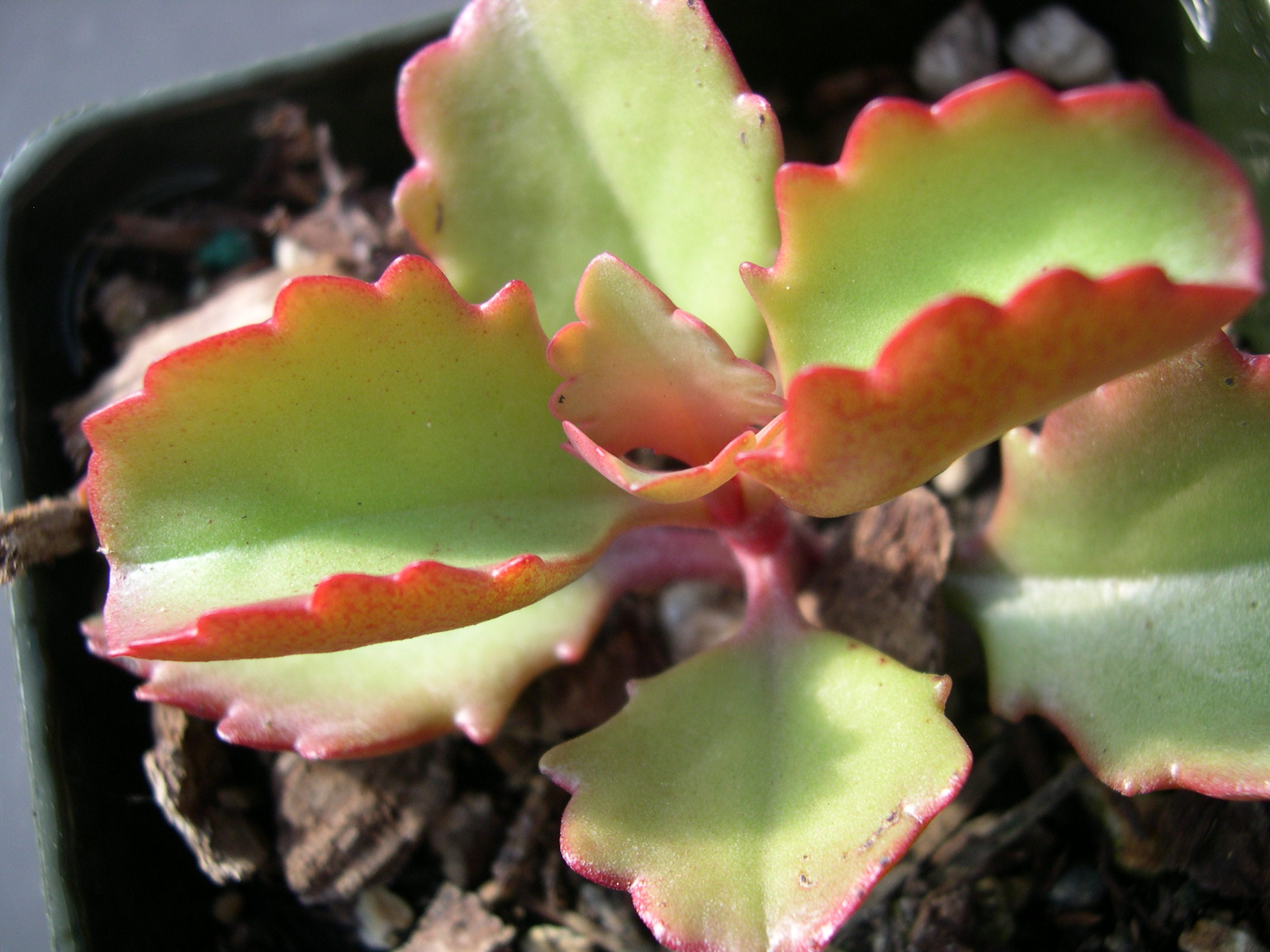 Kalanchoe longifolia