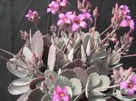 Kalanchoe pumila (1)