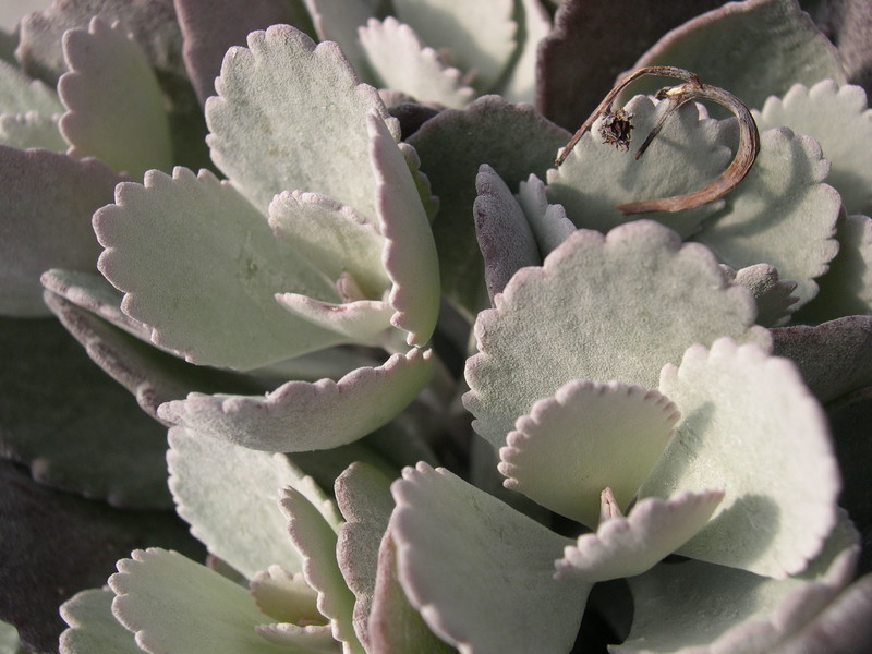 Kalanchoe pumila (2)