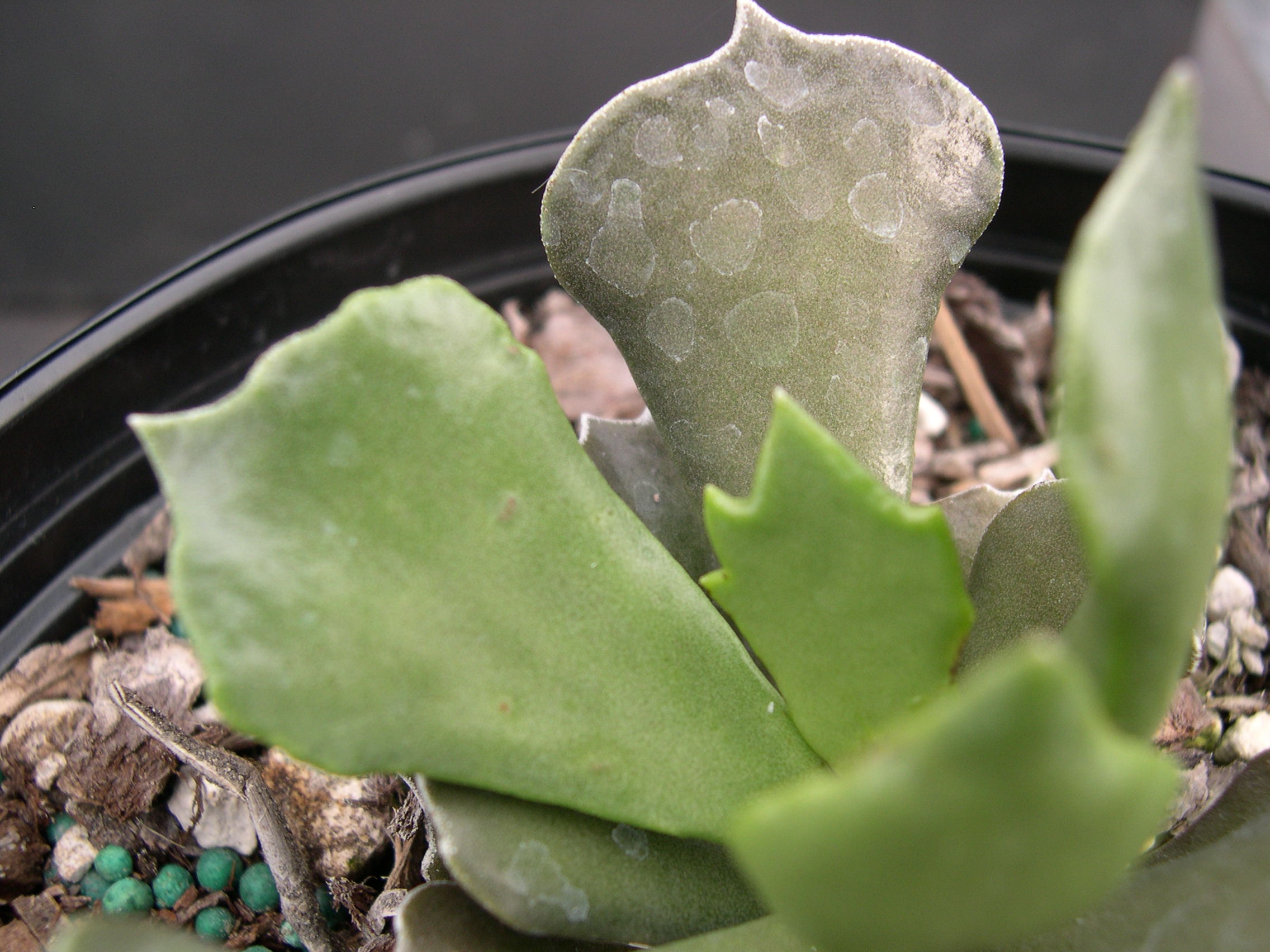 Kalanchoe rhombopilosa ssp viridifolia