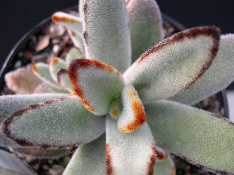 Kalanchoe tomentosa (1)