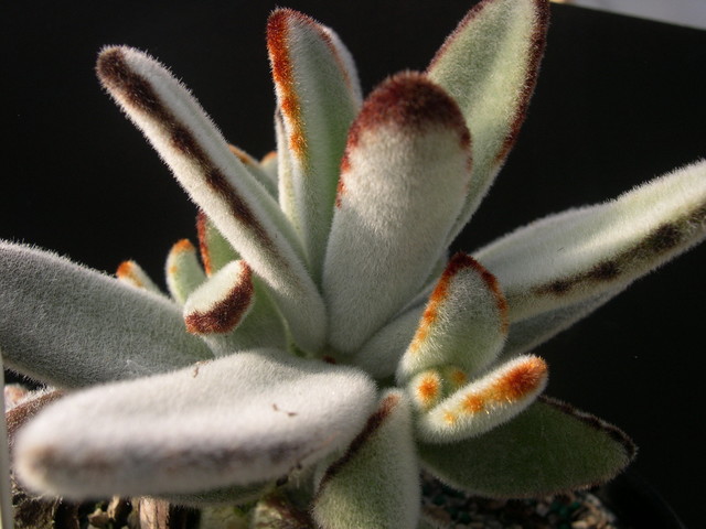 Kalanchoe tomentosa (2)