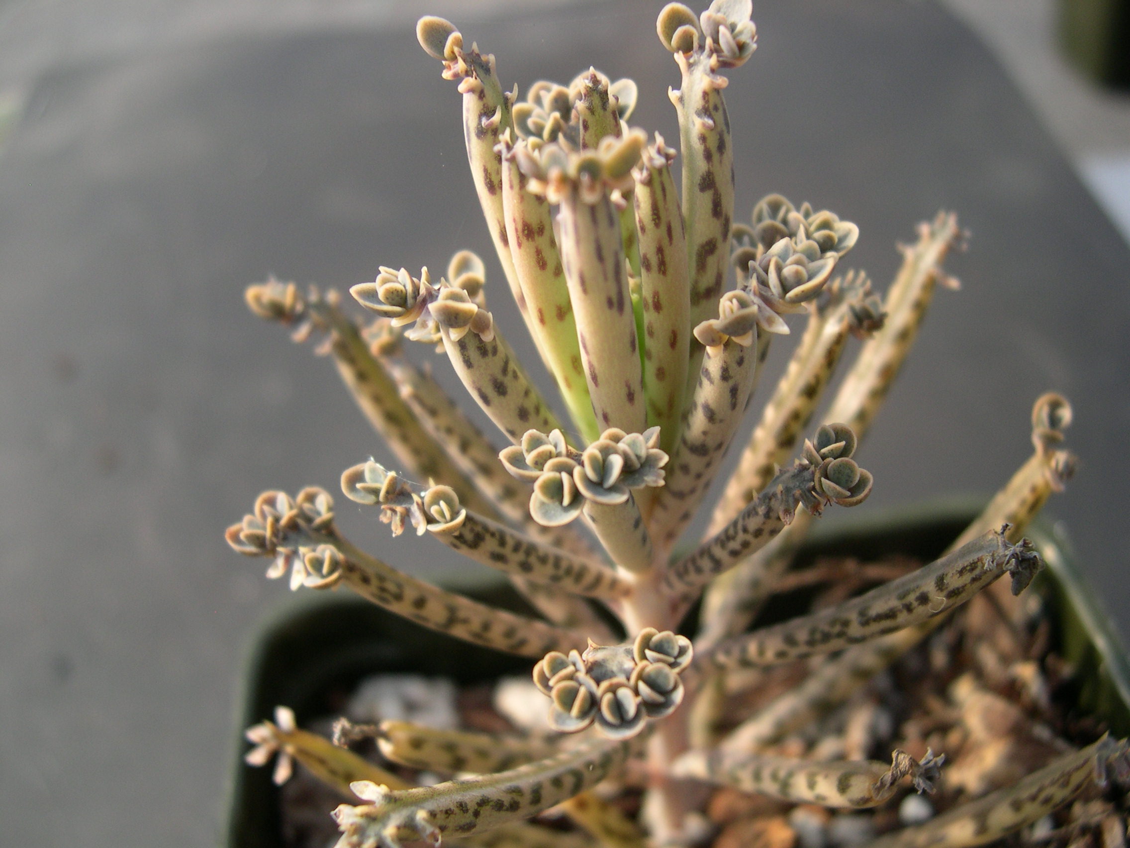 Kalanchoe tubilflora