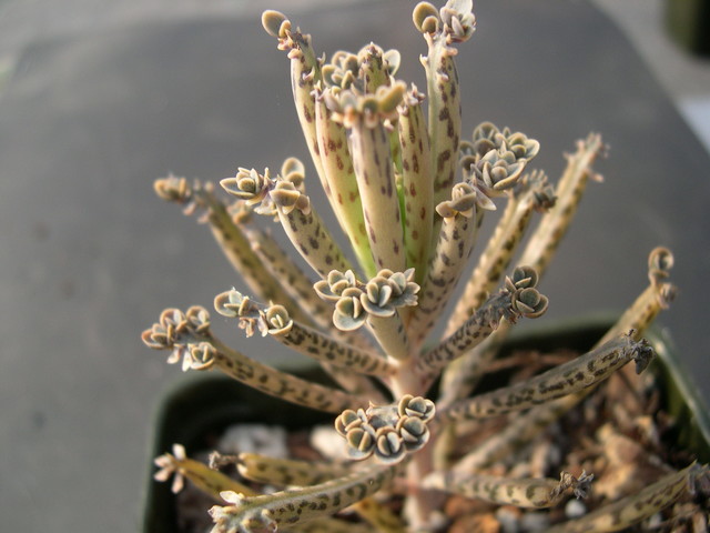 Kalanchoe tubilflora