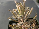 Kalanchoe tubilflora