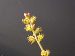 Lenophyllum reflexum (2)