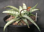 Aloe prostrata (1)