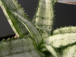 Aloe prostrata (2)