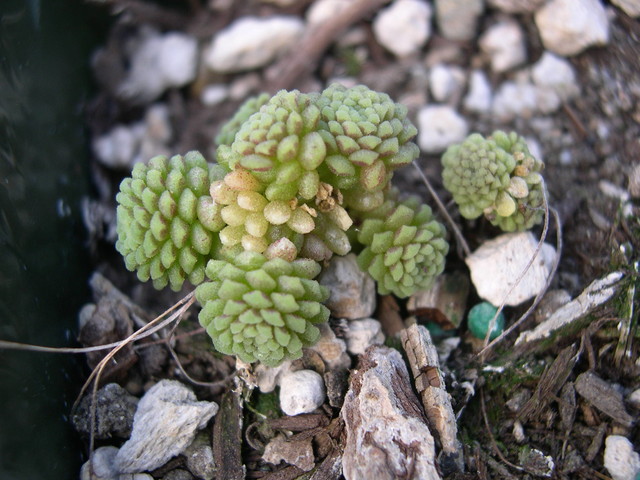 Monanthes polyphylla (1)