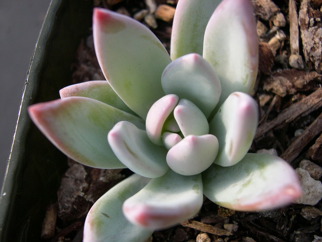 x Pachyveria exotica