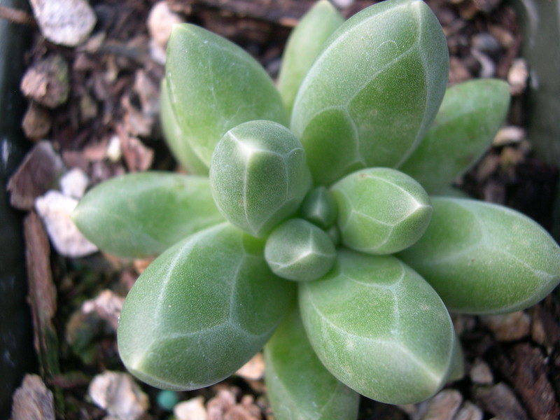 Pachyphytum compactum