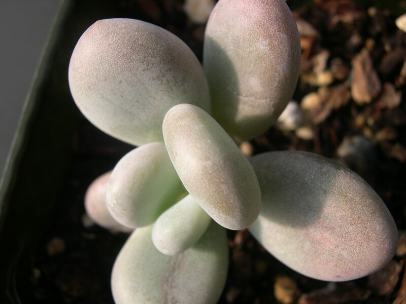 Pachyphytum oviferum