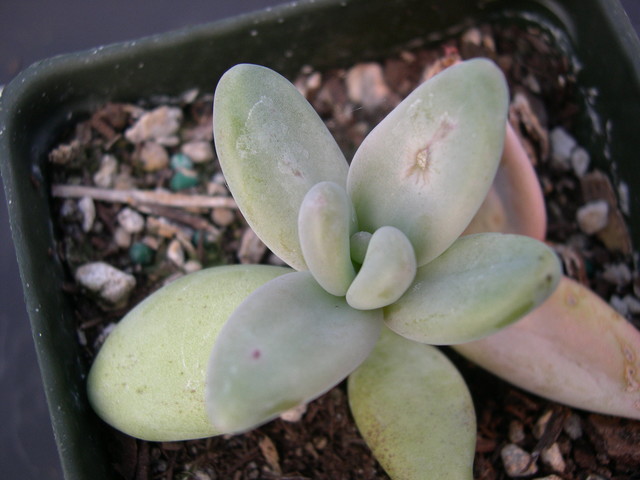 Pachyphytum werdermanii