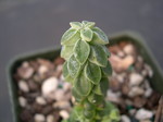 Peperomia columella