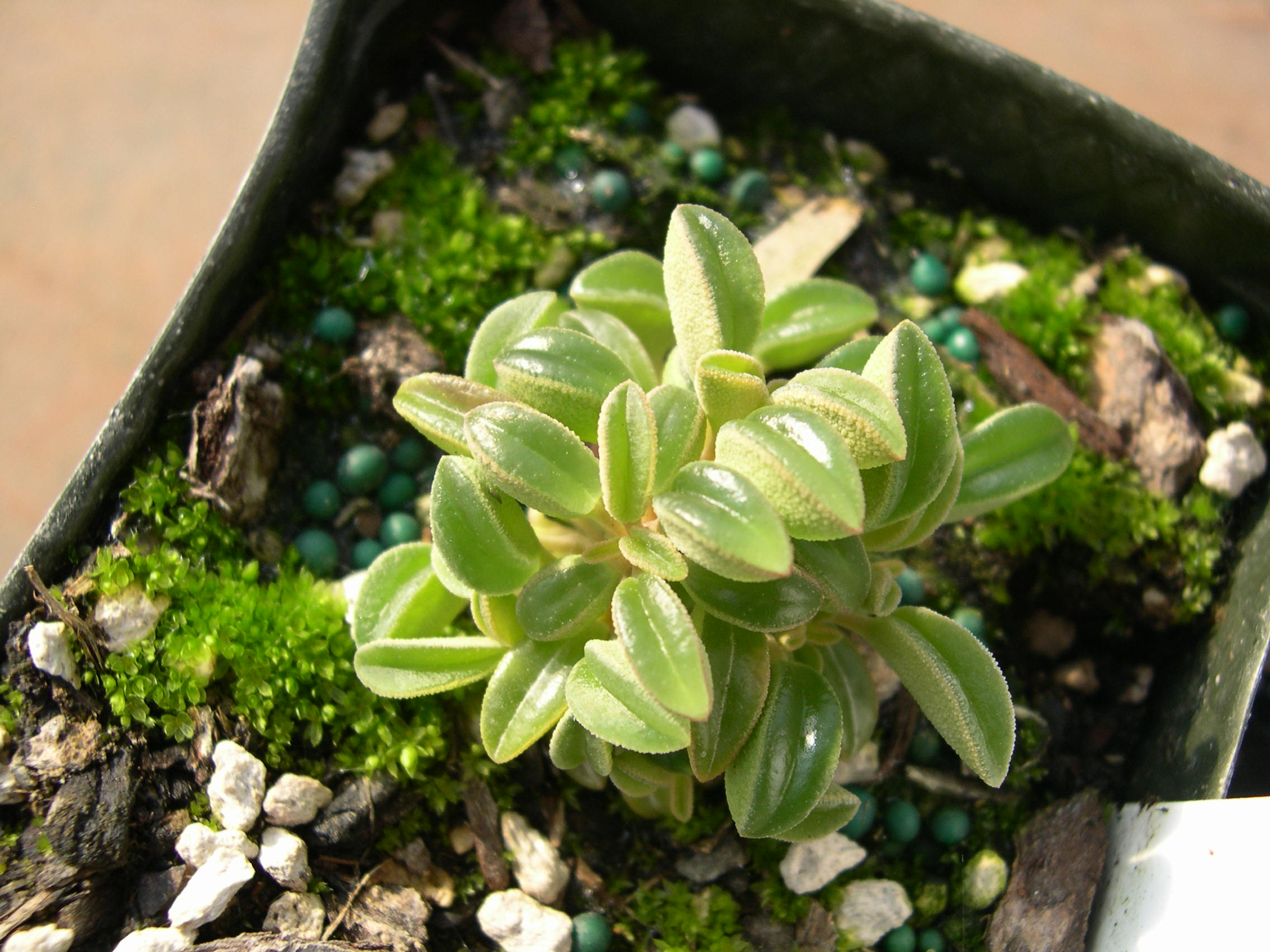 Peperomia nivalis