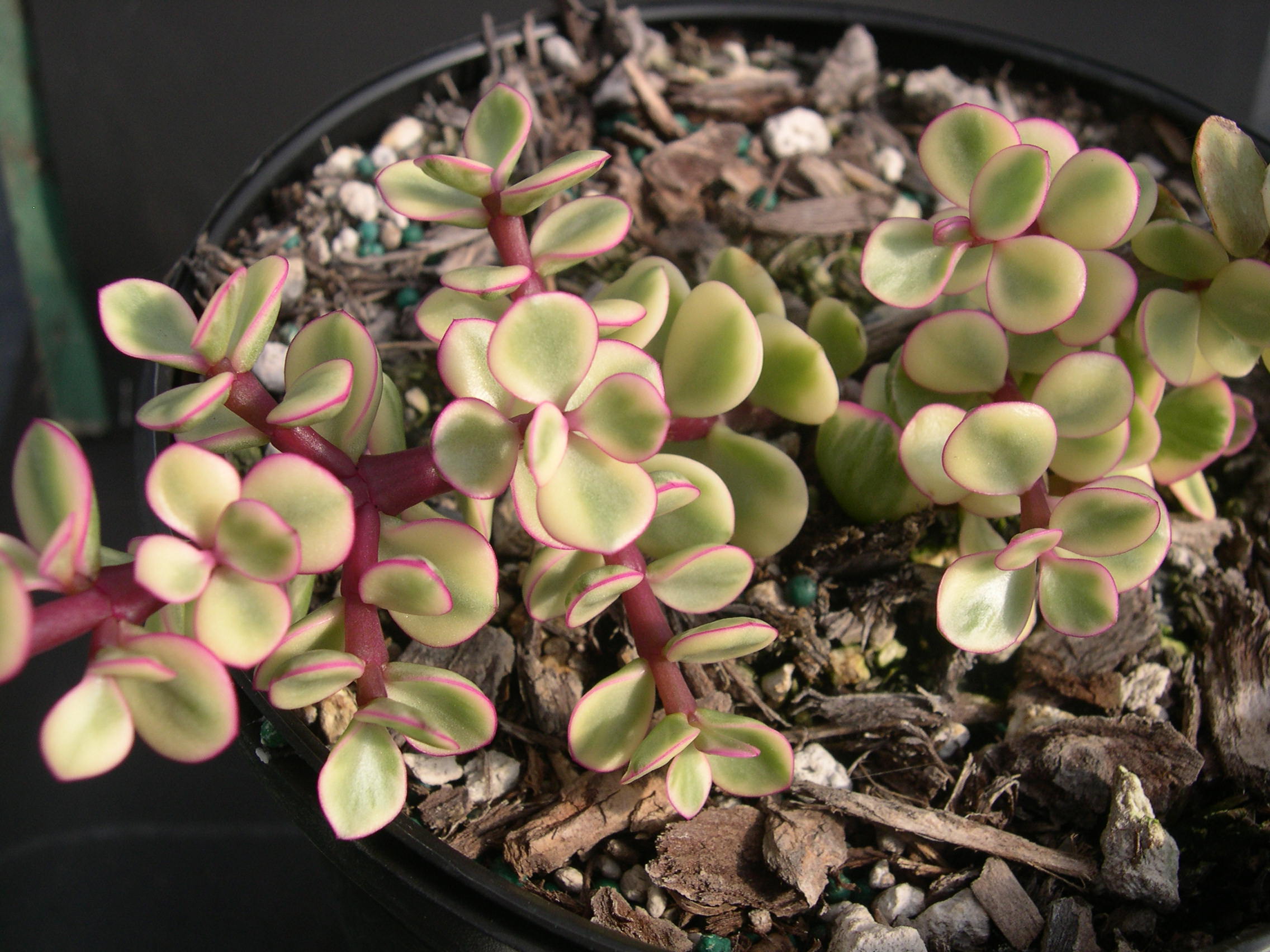 Portulacaria afra var. (1)