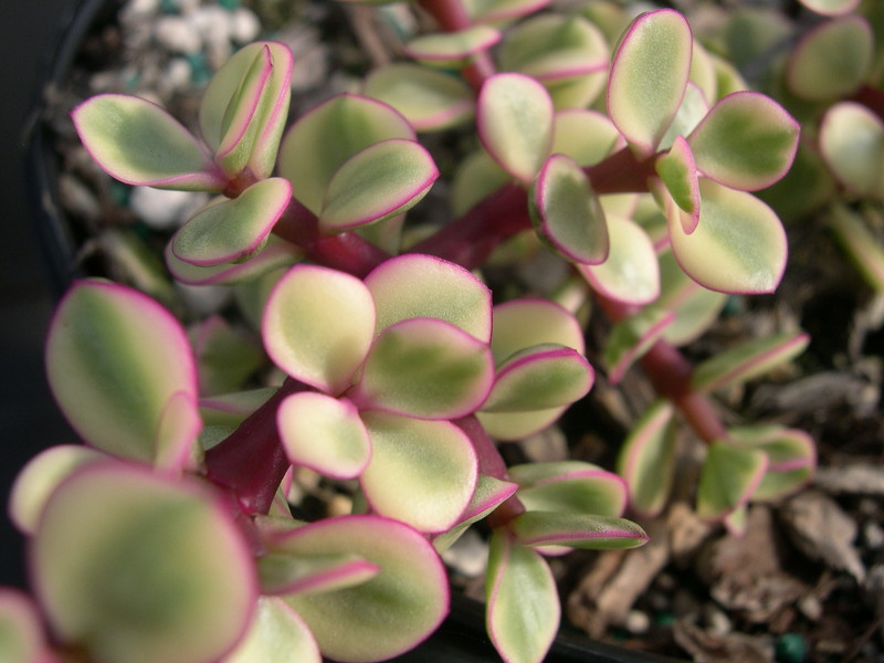 Portulacaria afra var.  (2)