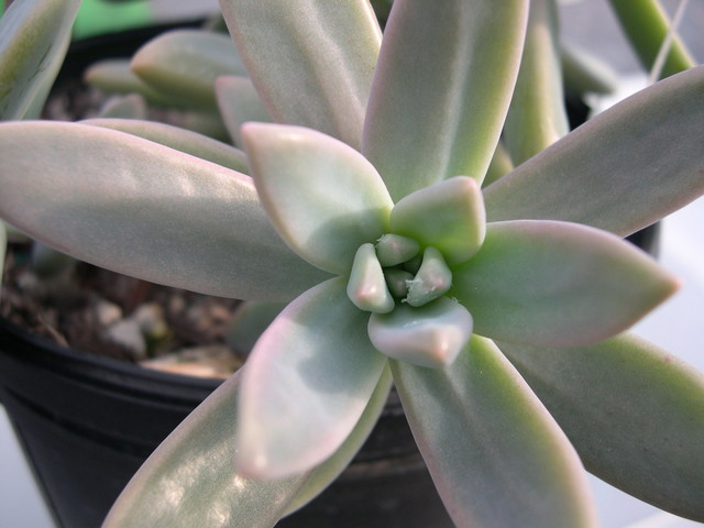 x Sedeveria 'Doinet'