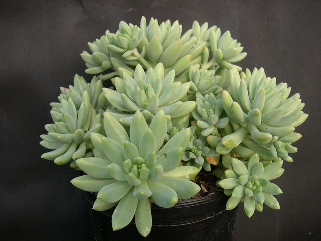 X Sedeveria Misnamed Harry Butterfield