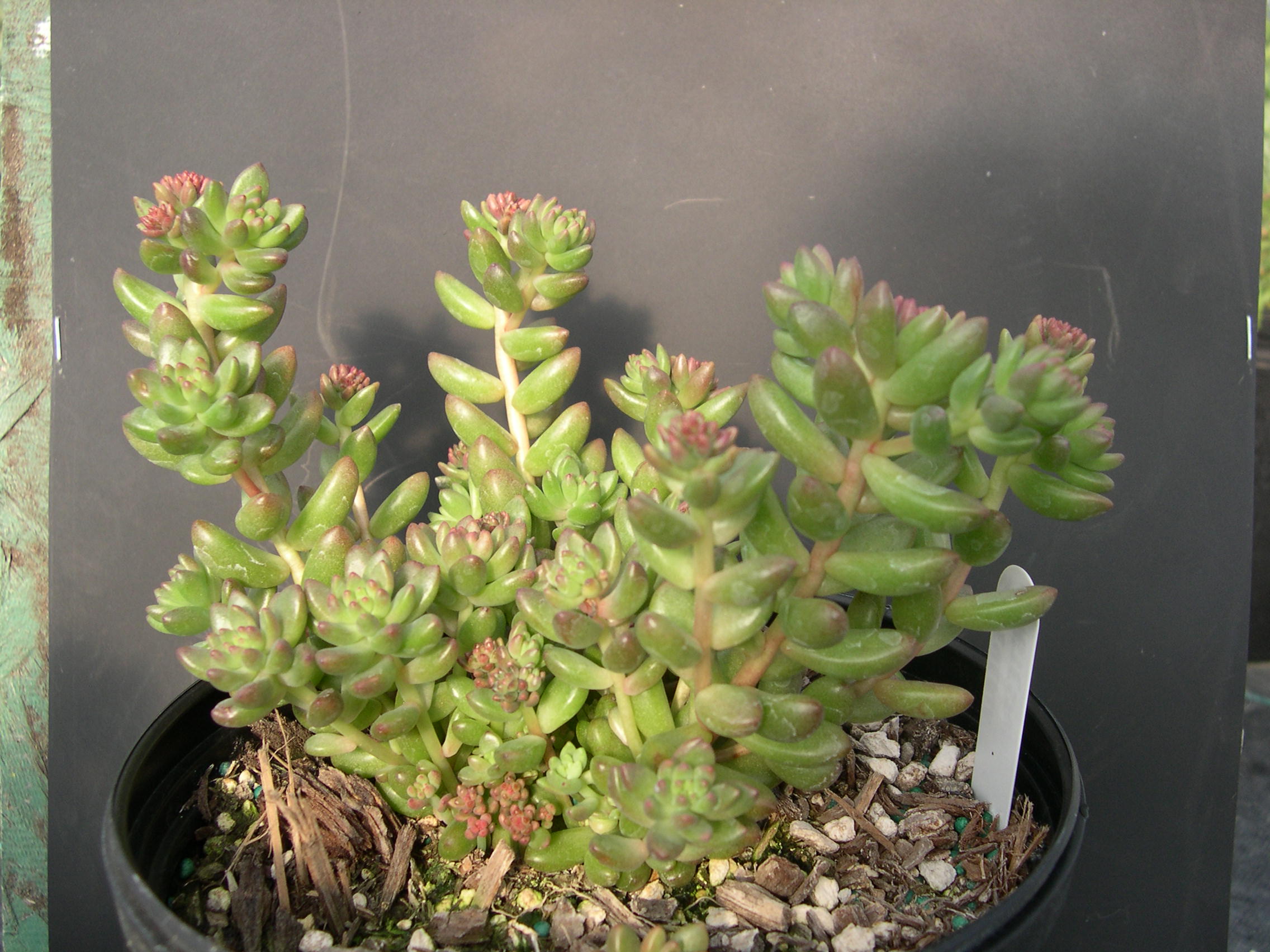 x Sedeveria 'Whitestonecrops' (2)