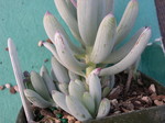 Senecio ficoides