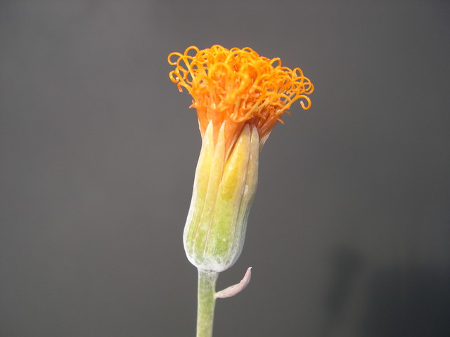 Senecio jacobsenii (2)