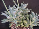 Senecio kleiniiformis