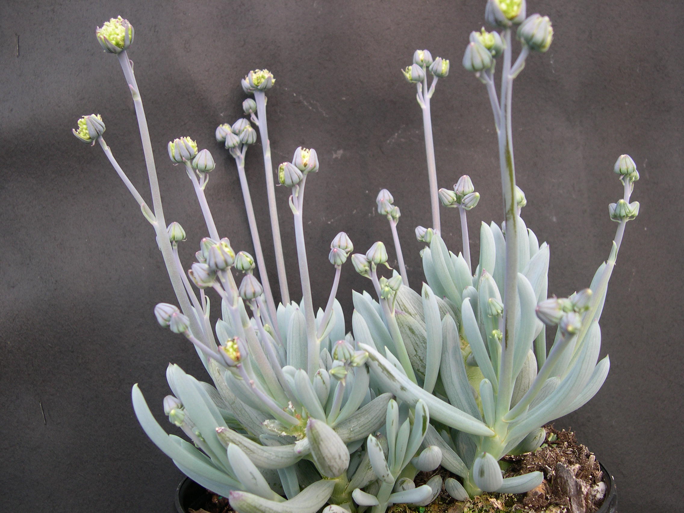 Senecio serpens (1)