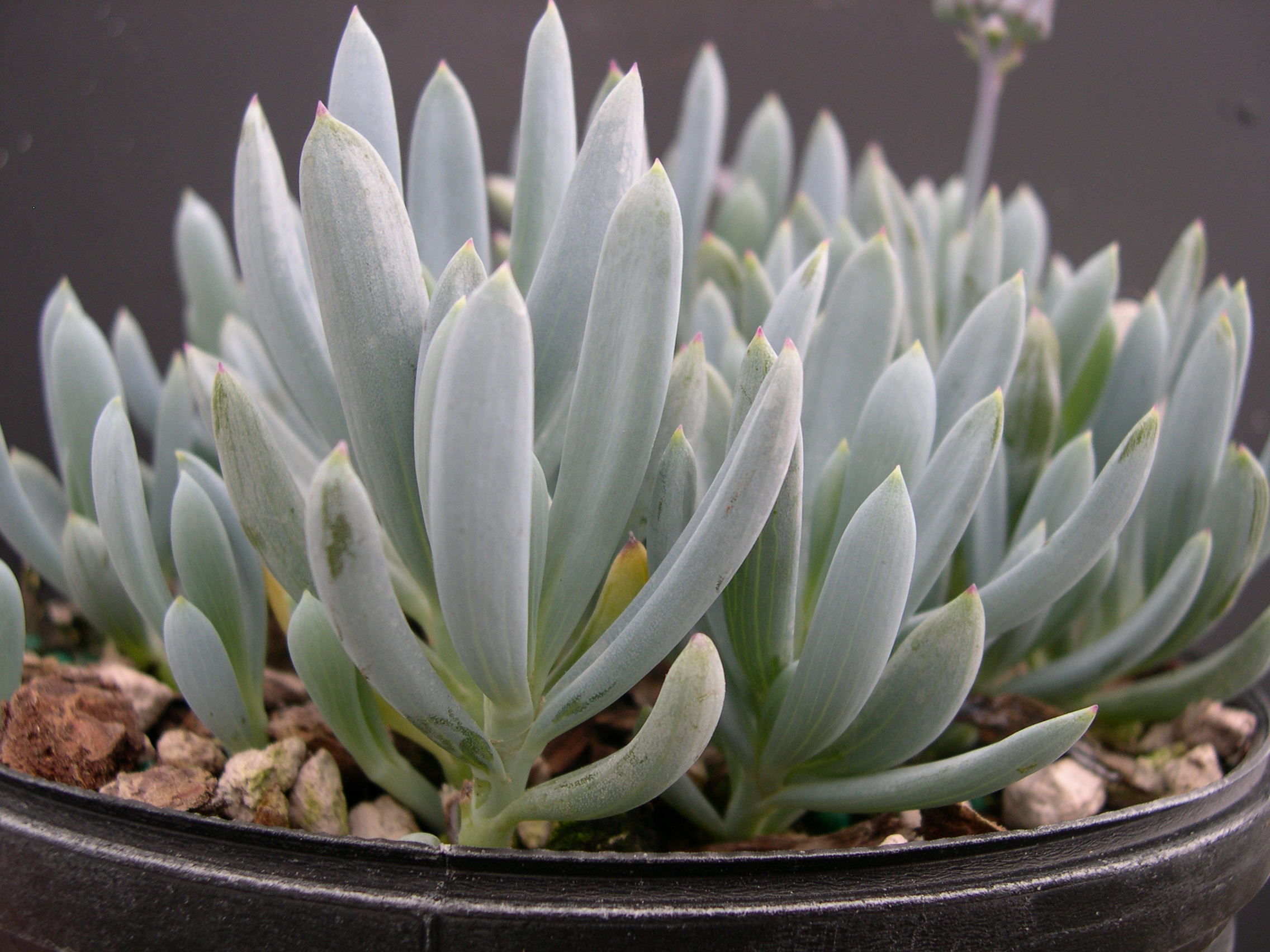 Senecio serpens (2)