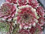 Sempervivum 'Alpha'