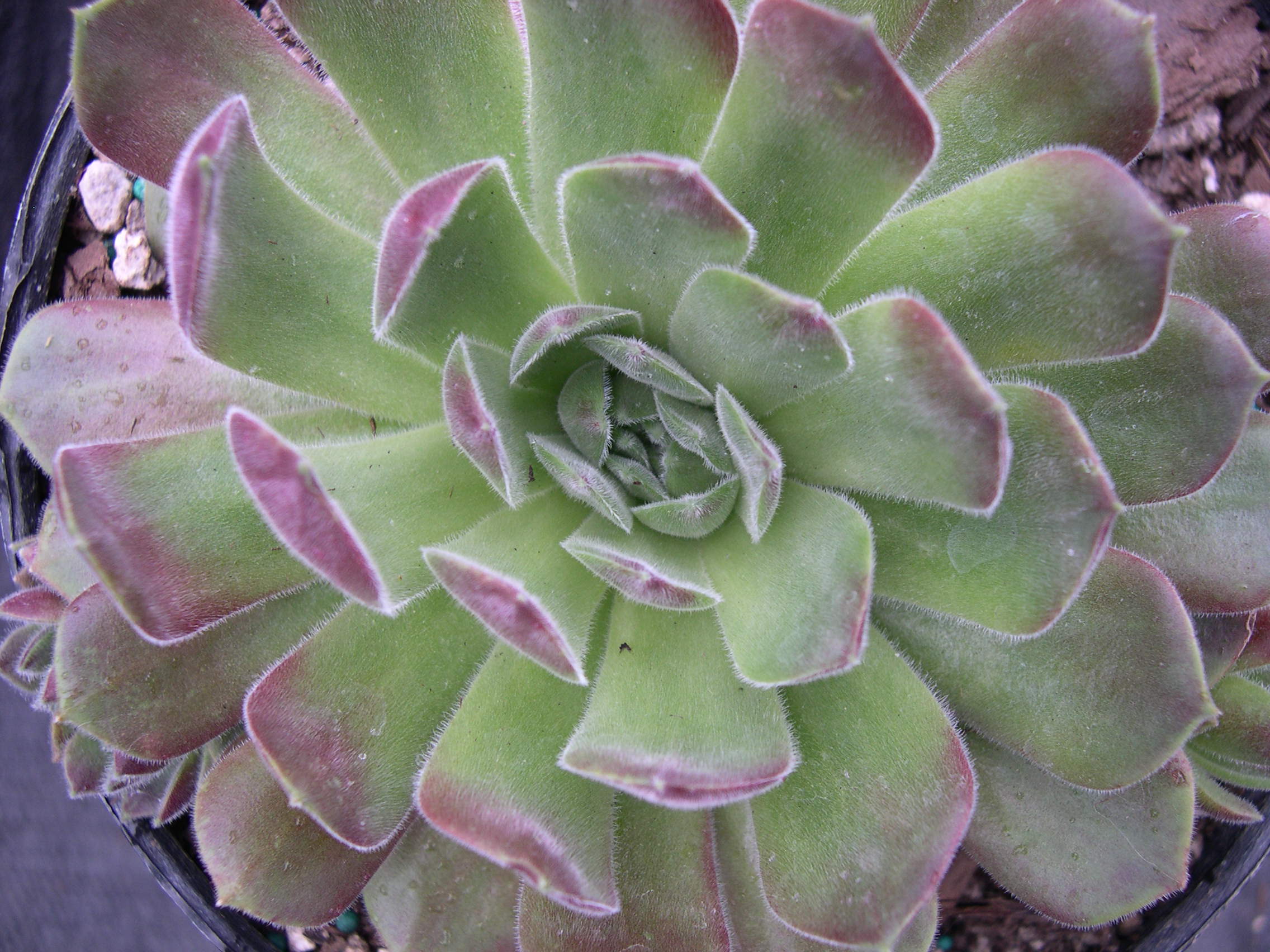 Sempervivum 'Appleblossom'