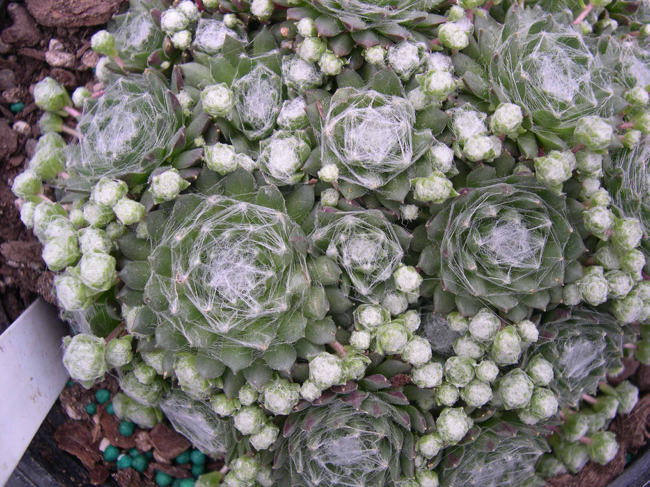 Sempervivum arachnoideum bryoides