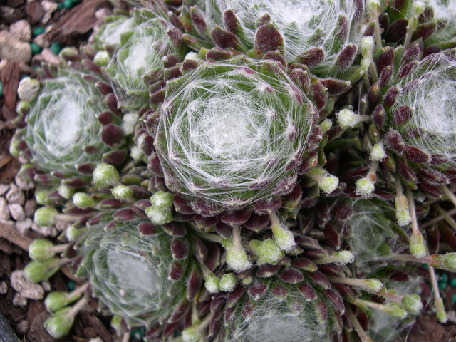 Sempervivum arachnoideum 'Emily'