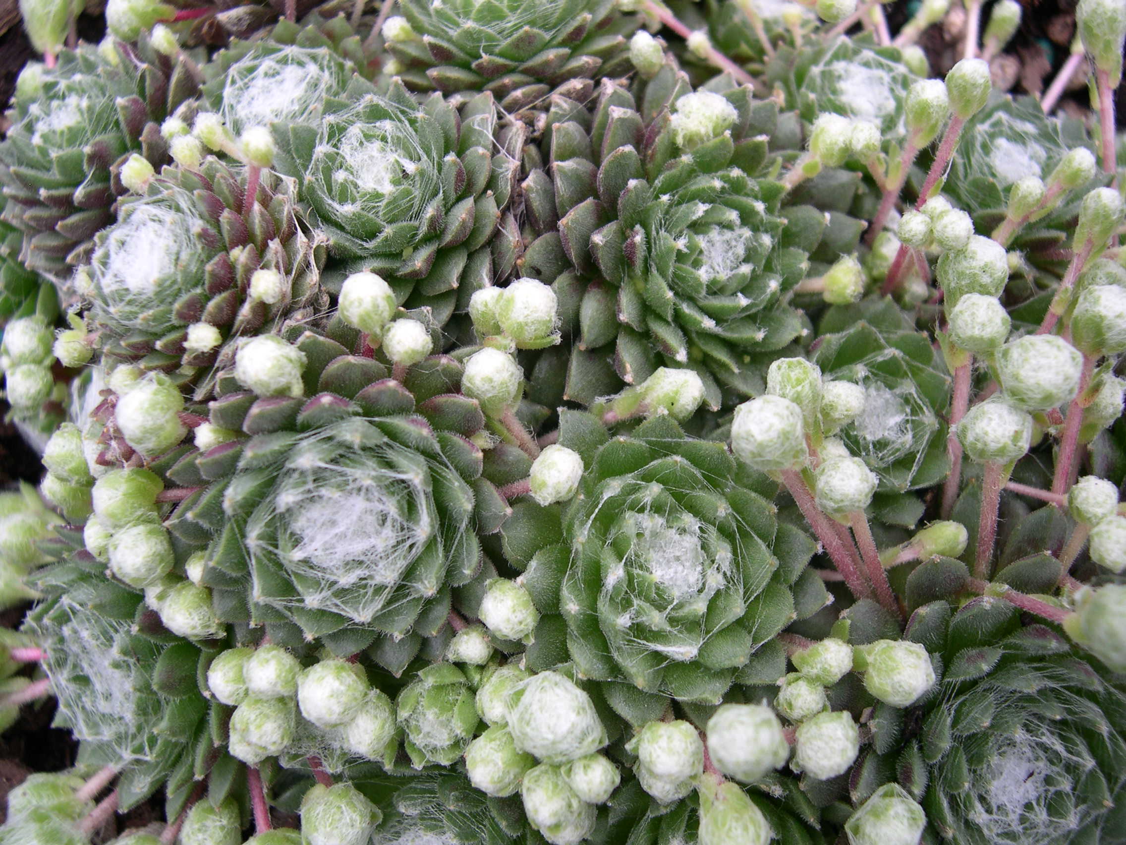 Sempervivum arachnoideum subsp. arachnoideum