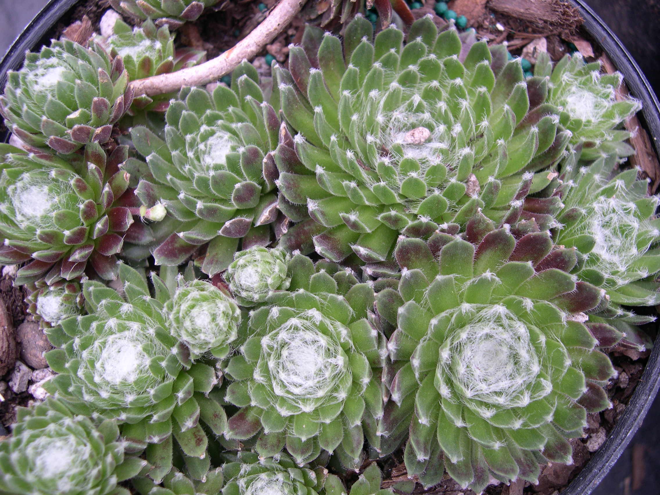 Sempervivum arachnoideum 'Kappa'